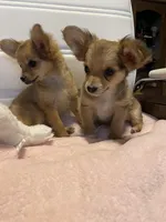 Dozer, a male Chihuahua for sale in Marshfield, MO – Photo 5 of 7