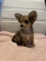 Dozer, a male Chihuahua for sale in Marshfield, MO – Photo 6 of 7