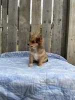 Rocky, a male Chihuahua for sale in Marshfield, MO – Photo 4 of 6