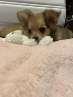 Dozer, a male Chihuahua for sale in Marshfield, MO – Photo 2 of 7