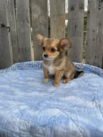 Rocky, a male Chihuahua for sale in Marshfield, MO – Photo 5 of 6