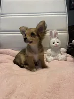 Dozer, a male Chihuahua for sale in Marshfield, MO – Photo 7 of 7