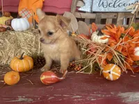 Daziy , a female Chihuahua for sale in Marshfield, MO – 9 of 10