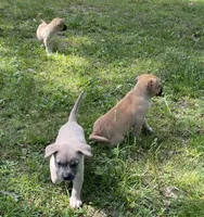 Diesel  , a male Cane Corso for sale in Marshfield, MO – 5 of 5