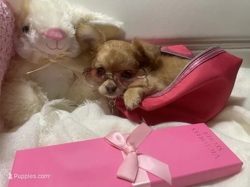 Daziy  – Chihuahua puppy for sale in Marshfield, MO
