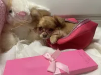 Daziy , a female Chihuahua for sale in Marshfield, MO – 1 of 10