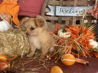 Bear , a male Chihuahua for sale in Marshfield, MO – 6 of 10