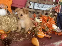 Bear , a male Chihuahua for sale in Marshfield, MO – 3 of 10