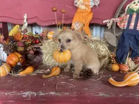 Bear , a male Chihuahua for sale in Marshfield, MO – 5 of 10