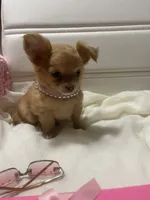 Daziy , a female Chihuahua for sale in Marshfield, MO – 4 of 10