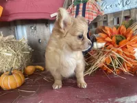 Daziy , a female Chihuahua for sale in Marshfield, MO – 8 of 10