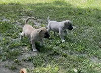 Diesel  , a male Cane Corso for sale in Marshfield, MO – 3 of 5