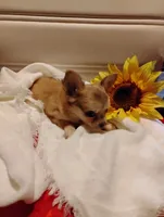 Tiny , a male Chihuahua for sale in Marshfield, MO – 4 of 9