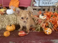 Daziy , a female Chihuahua for sale in Marshfield, MO – 6 of 10