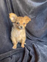 Dozer, a male Chihuahua for sale in Marshfield, MO – Photo 4 of 6