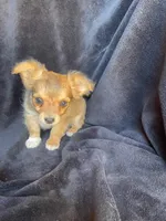 Dozer, a male Chihuahua for sale in Marshfield, MO – Photo 5 of 6