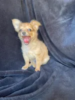 Dozer, a male Chihuahua for sale in Marshfield, MO – Photo 1 of 6