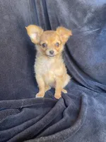 Dozer, a male Chihuahua for sale in Marshfield, MO – Photo 3 of 6