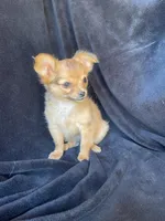 Dozer, a male Chihuahua for sale in Marshfield, MO – Photo 2 of 6