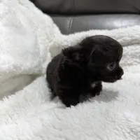 Yoda's TINY Girl, a female Chihuahua for sale in Belton, MO – 3 of 4