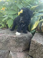 Patches Girl #3, a female Poodle - Toy  for sale in Belton, MO – 4 of 4