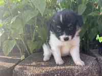 Skyla's Boy 2, a male Papillon for sale in Belton, MO – 2 of 3