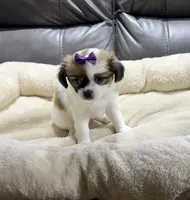 Pumpkin's Girl 3, a female Papillon for sale in Belton, MO – 2 of 2