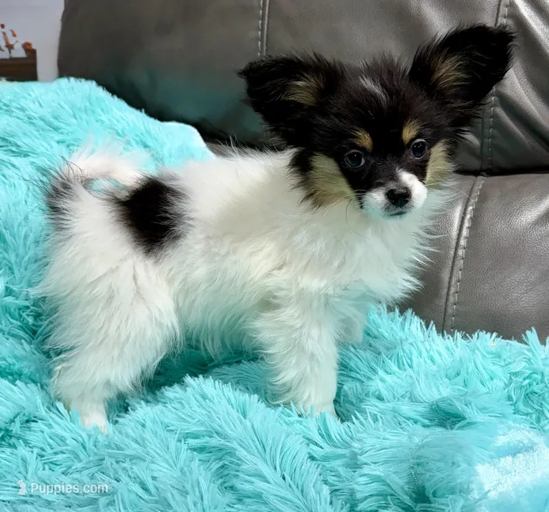 Pumpkin's Girl 1 – Papillon puppy for sale in Belton, MO