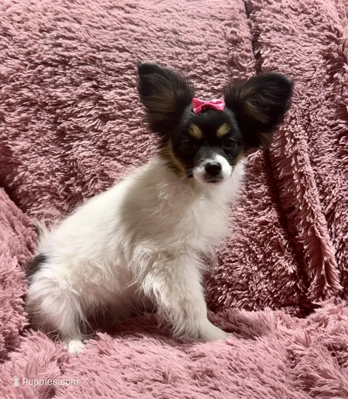 Pumpkin's Girl 1 – Papillon puppy for sale in Belton, MO