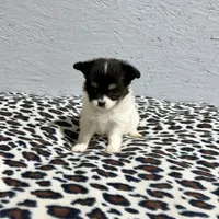 Pumpkin's Girl 1, a female Papillon for sale in Belton, MO – Photo 3 of 3