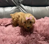 Tater's Girl, a female Poodle - Toy  for sale in Belton, MO – 2 of 2