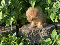 Buttons Boy, a male Poodle - Toy  for sale in Belton, MO – 3 of 3