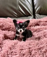 Winter's Girl, a female Chihuahua for sale in Belton, MO – 3 of 3