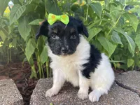 Skyla's Girl 3, a female Papillon for sale in Belton, MO – 2 of 4