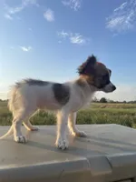 Skyla's AKC Girl 1, a female Papillon for sale in Belton, MO – 5 of 9