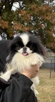 Kai, a male Japanese Chin for sale in Belton, MO – Photo 2 of 3