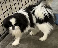 Kai, a male Japanese Chin for sale in Belton, MO – Photo 1 of 3