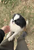 Kai, a male Japanese Chin for sale in Belton, MO – Photo 3 of 3