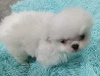 Minnies Boy, a male Japanese Chin and Pomeranian for sale in Belton, MO – 2 of 6