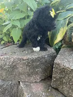 Patches Girl #3, a female Poodle - Toy  for sale in Belton, MO – 2 of 4