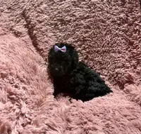 Latte's Silver Girl Purple, a female Poodle - Toy  for sale in Belton, MO – Photo 1 of 2