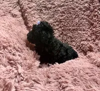 Latte's Silver Girl Purple, a female Poodle - Toy  for sale in Belton, MO – Photo 2 of 2