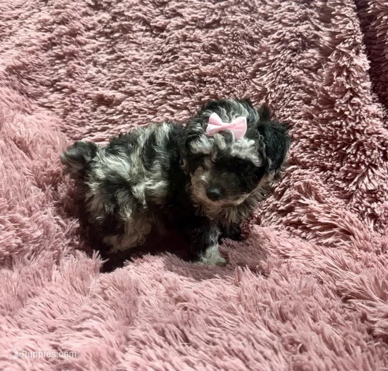 Latte's Merle Girl – Poodle - Toy  puppy for sale in Belton, MO