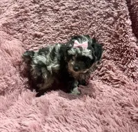 Latte's Merle Girl, a female Poodle - Toy  for sale in Belton, MO – Photo 1 of 2