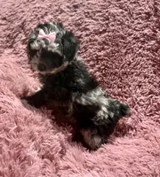 Latte's Merle Girl, a female Poodle - Toy  for sale in Belton, MO – Photo 2 of 2