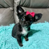Precious Girl 1, a female Chihuahua for sale in Belton, MO – 2 of 2