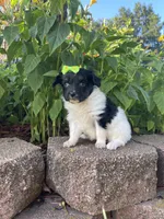 Skyla's Girl 3, a female Papillon for sale in Belton, MO – 3 of 4