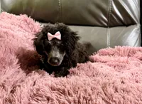 Latte's Silver Girl Pink, a female Poodle - Toy  for sale in Belton, MO – 2 of 4