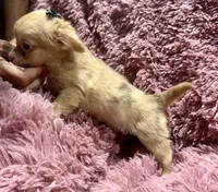 Precious Girl 1, a female Chihuahua for sale in Belton, MO – Photo 2 of 2