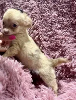Precious Girl 1, a female Chihuahua for sale in Belton, MO – Photo 1 of 2